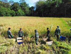 Bersinergi dengan Masyarakat, Satgas Yonzipur 8/SMG: Lancarkan Panen Padi di Perbatasan
