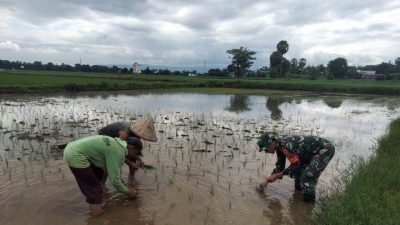 Dukung Ketahanan Pangan, Babinsa Jajaran Kodim 1426/Takalar Bantu Petani Tanam Padi