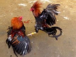 Sabung Ayam Merajalela Jelang Ramadhan, Warga: Ada Apa dengan Polres Bulukumba