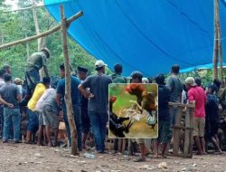 Maraknya Perjudian Sabung Ayam Selama Ramadhan di Bulukumba