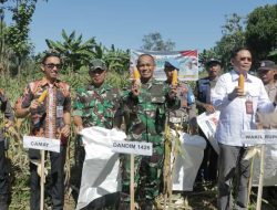 Wujudkan Ketahanan Pangan, Wabup dan Dandim 1426/Takalar Hadiri Panen Raya Jagung