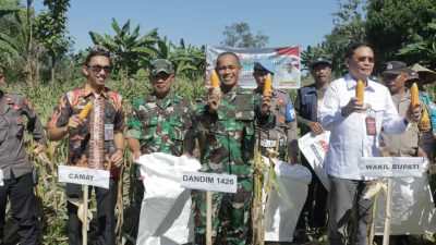 Wujudkan Ketahanan Pangan, Wabup dan Dandim 1426/Takalar Hadiri Panen Raya Jagung