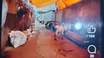 Lurah Baraya Akui Sulit Tertibkan Pedagang Kambing di Lorong 108, Diduga Ada Pembiaran