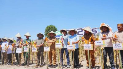 Darmawangsyah Muin Dorong Inovasi Peningkatan Produksi Pertanian Jagung di Gowa