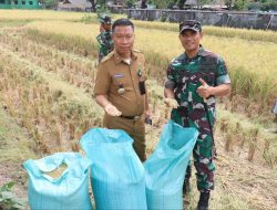 Dukung Ketahanan Pangan, Dandim 1426 Laksanakan Panen Raya Padi di Takalar