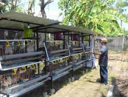 Makassar Luncurkan Program Ekonomi Hijau Terpadu di Tanjung Merdeka