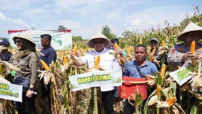 Perkuat Produksi, Pemkab Gowa Panen Raya 7153 Ton Jagung