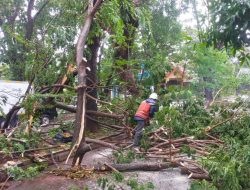 Waspada Pohon Tumbang, Warga Diminta Hubungi DLH Makassar