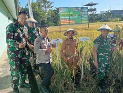 Panen di Tengah Kota, Pomdam XIV/Hasanuddin: Ketahanan Pangan Bisa Dimulai dari Lahan Terbatas