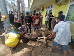 Perumda Pasar Makassar Salurkan 3 Ekor Sapi Kurban, Tebar Manfaat untuk Warga dan Pegawai