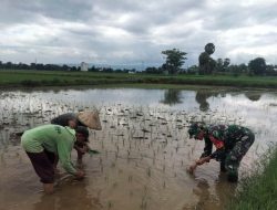 Dukung Ketahanan Pangan, Babinsa Jajaran Kodim 1426/Takalar Bantu Petani Tanam Padi
