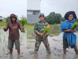 Tingkatkan Ketahanan Pangan, Babinsa Koramil 1426-03/Galut Bantu Petani Tanam Padi