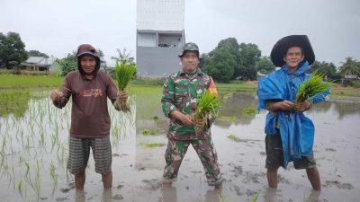 Tingkatkan Ketahanan Pangan, Babinsa Koramil 1426-03/Galut Bantu Petani Tanam Padi