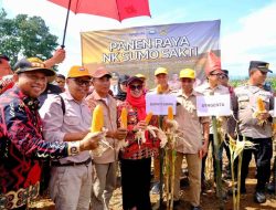 Hadiri Panen Raya, Bupati Husniah Harap Produksi Jagung Gowa Terus Meningkat