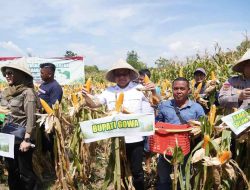 Perkuat Produksi, Pemkab Gowa Panen Raya 7153 Ton Jagung