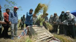 Dari Sawah hingga Greenhouse, Munafri Susun Strategi Jaga Ketahanan Pangan Makassar